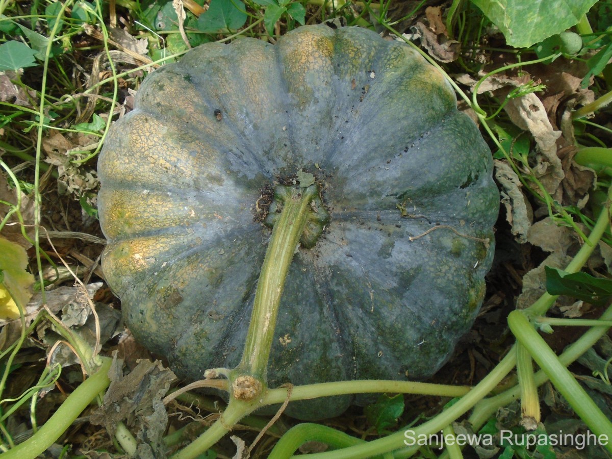 Cucurbita maxima Duchesne